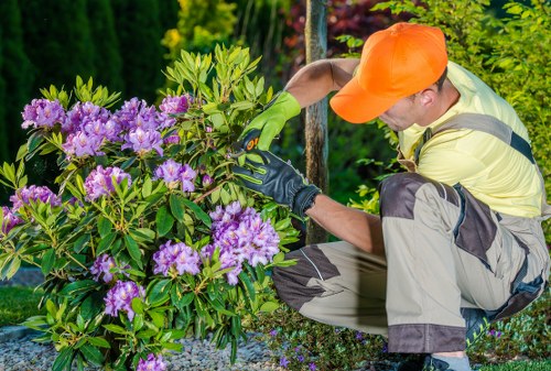 A gardener wearing an orange cap, yellow high-visibility shirt, and green gardening gloves is kneeling beside a large, flowering rhododendron shrub with purple blooms in a well-maintained garden. The shrub has dense, dark green leaves and vibrant blossoms, situated next to a gravel pathway. The background features lush green foliage and trees, indicating a tidy and landscaped outdoor space. The gardener appears to be inspecting or trimming the plant, suggesting garden maintenance activity typical of professional gardening services in Hatch End, Middlesex, designed to keep outdoor spaces neat and healthy. The lighting suggests a bright, partly sunny day, enhancing the natural colours of the plants and environment. This scene reflects the kind of detailed garden care offered by Lawn Mowing Hatch End, focusing on plant health and aesthetic appeal within a typical residential garden setting.