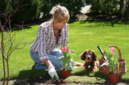 Beautifully mowed lawn in a Hatch End garden